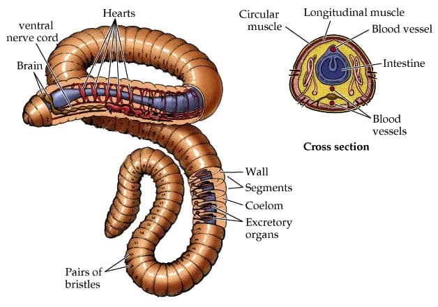 Hearts ventral nerve cord Brain Pairs Of bristles Circular muscle Wall Segments Coelom Excretory organs Longitudinal muscle Blood vessel Intestine Blood vessels Cross section
