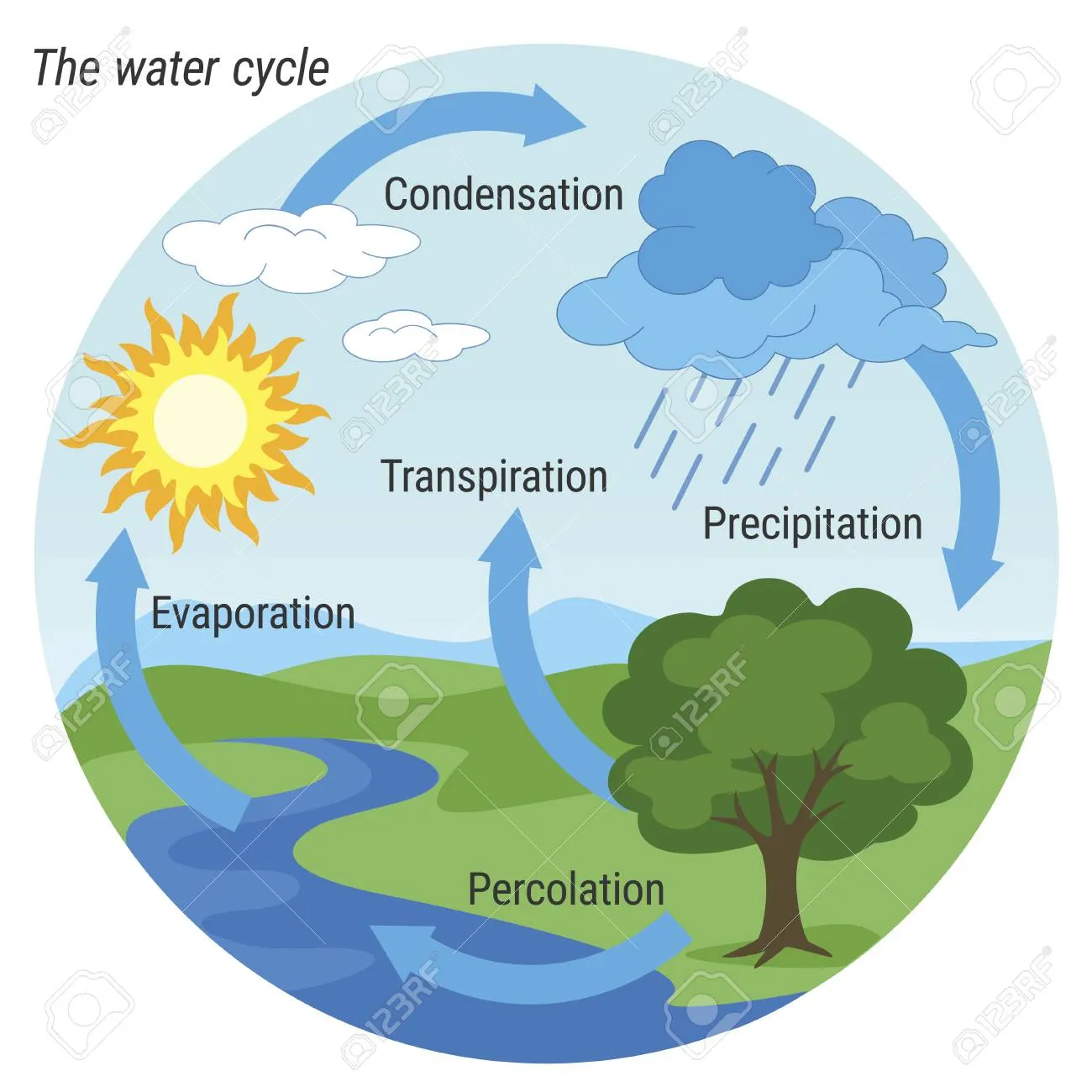 The water cycle Condensation Transpiration Precipitation Evaporation Percolation