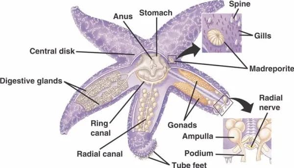 Stomach Anus Central disk Digestive glands Gills Radial nerve Ring canal Radial canal Gonads Ampulla Podium