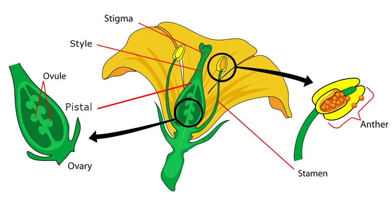 Stigma Style Ovule Pistal