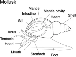 entacle Mouth Магме магме caMity Зотасђ Foot
